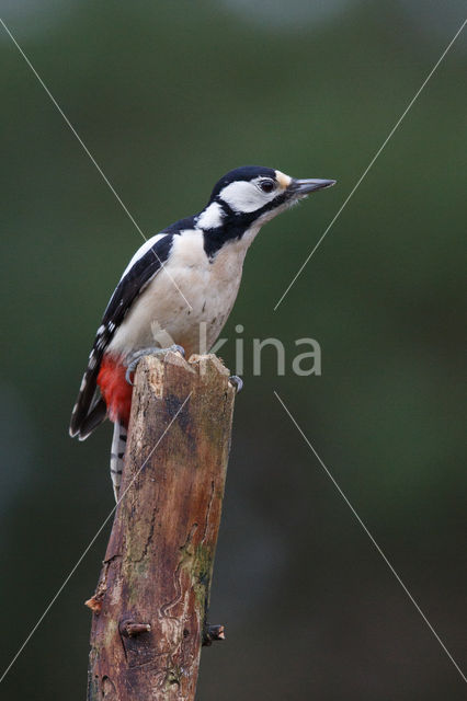 Grote Bonte Specht (Dendrocopos major)