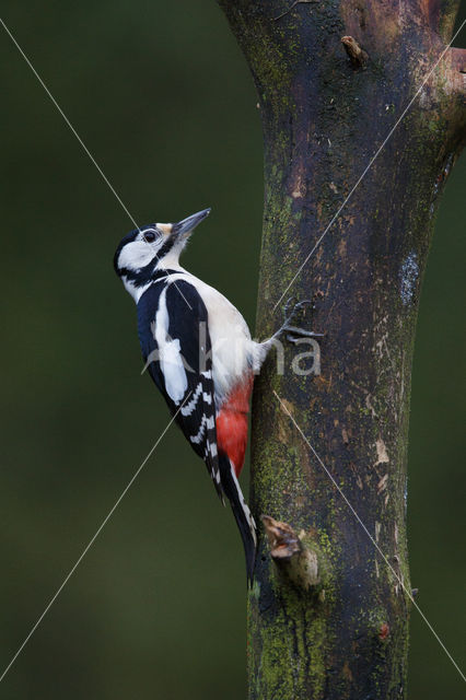 Grote Bonte Specht (Dendrocopos major)