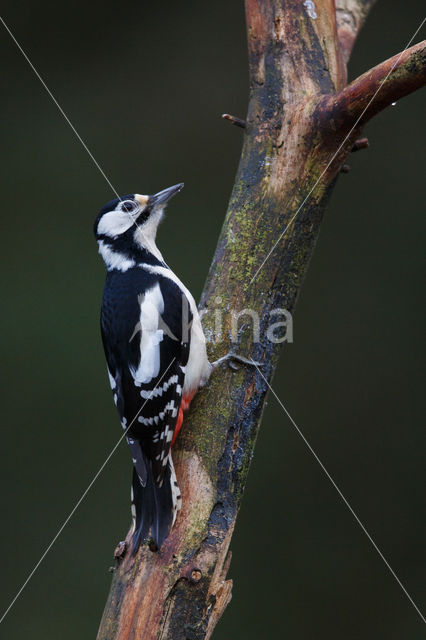 Grote Bonte Specht (Dendrocopos major)