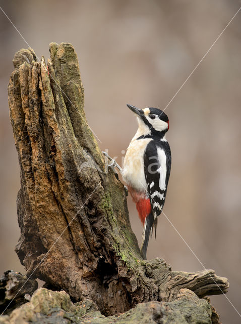 Grote Bonte Specht (Dendrocopos major)