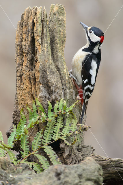 Grote Bonte Specht (Dendrocopos major)