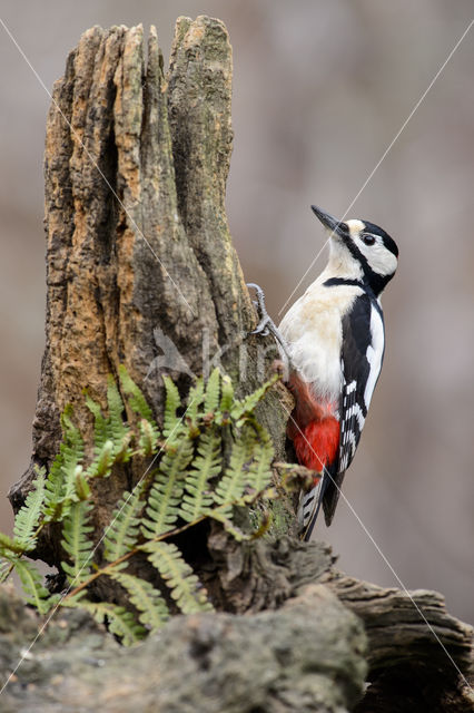 Grote Bonte Specht (Dendrocopos major)