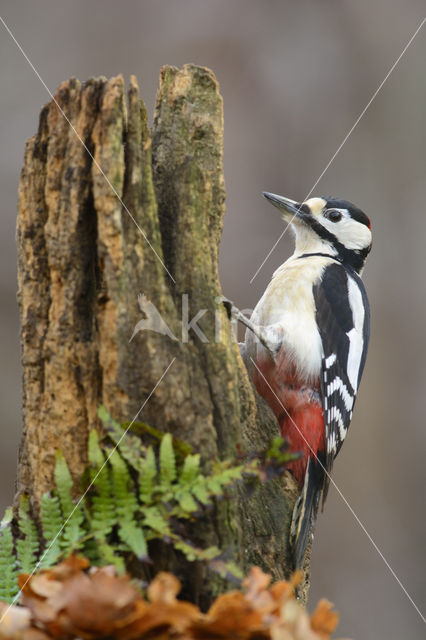 Grote Bonte Specht (Dendrocopos major)