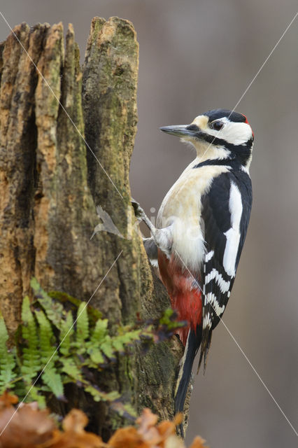 Grote Bonte Specht (Dendrocopos major)