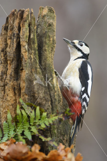 Grote Bonte Specht (Dendrocopos major)