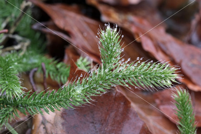 Grote wolfsklauw (Lycopodium clavatum)