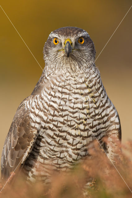 Havik (Accipiter gentilis)