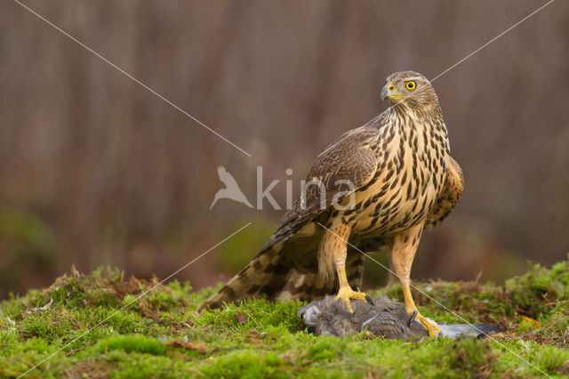 Havik (Accipiter gentilis)