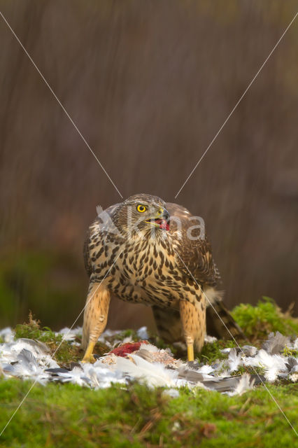 Havik (Accipiter gentilis)