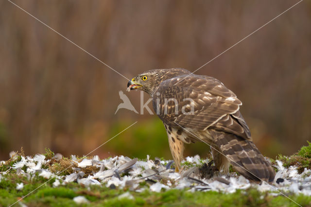 Havik (Accipiter gentilis)