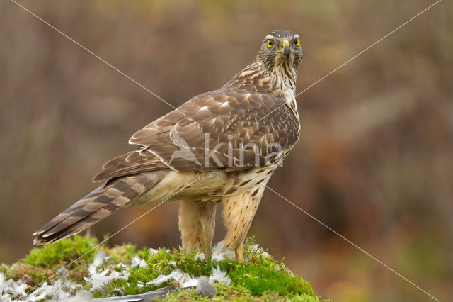 Havik (Accipiter gentilis)