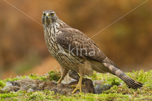 Havik (Accipiter gentilis)