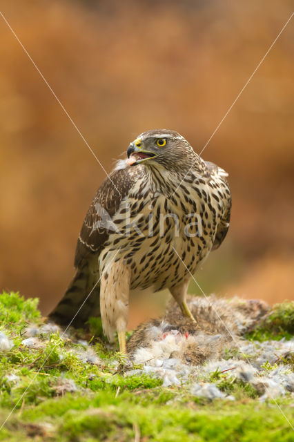 Havik (Accipiter gentilis)