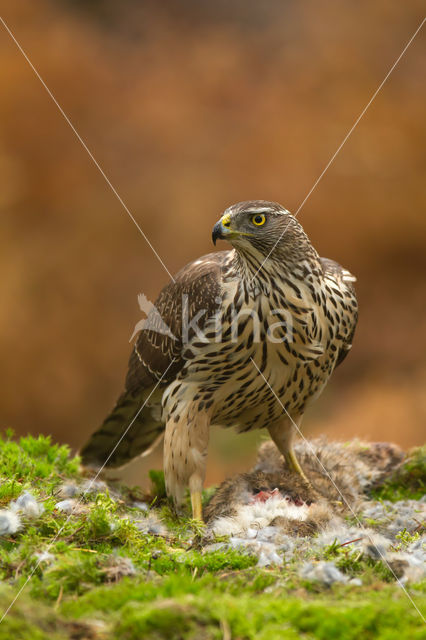 Havik (Accipiter gentilis)