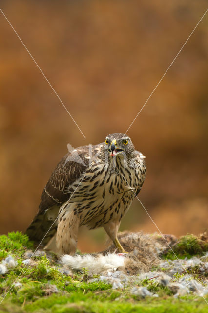 Havik (Accipiter gentilis)