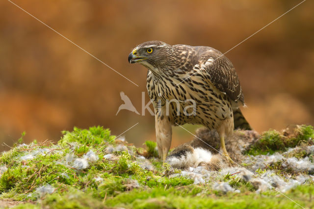 Havik (Accipiter gentilis)