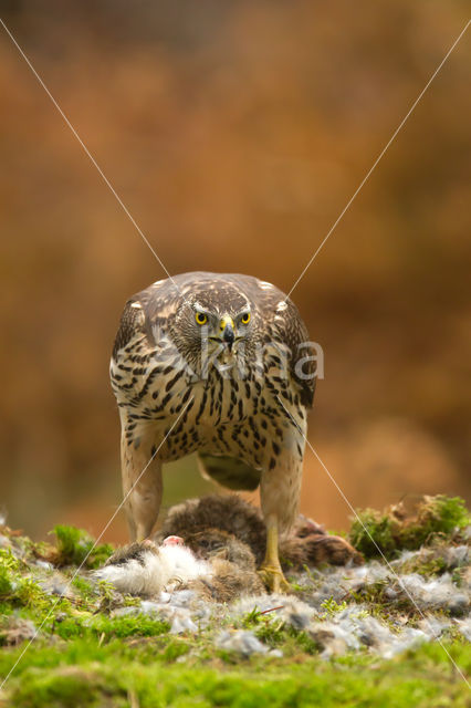 Havik (Accipiter gentilis)