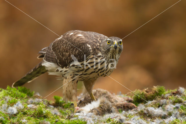 Havik (Accipiter gentilis)