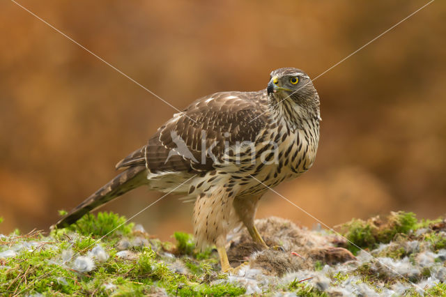 Havik (Accipiter gentilis)