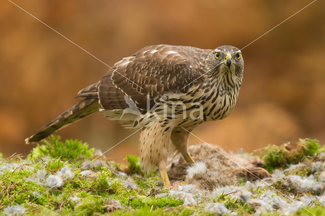 Havik (Accipiter gentilis)