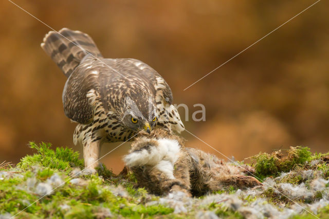 Havik (Accipiter gentilis)