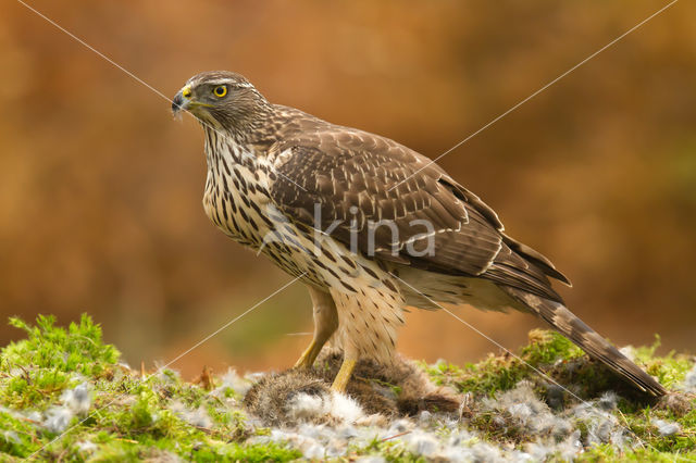 Havik (Accipiter gentilis)