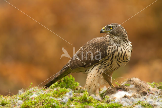 Havik (Accipiter gentilis)