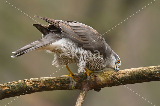 Havik (Accipiter gentilis)