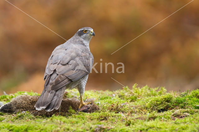 Havik (Accipiter gentilis)