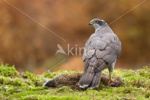 Havik (Accipiter gentilis)