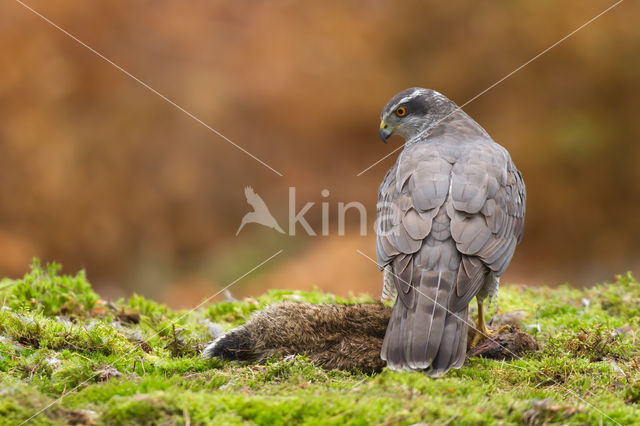 Havik (Accipiter gentilis)