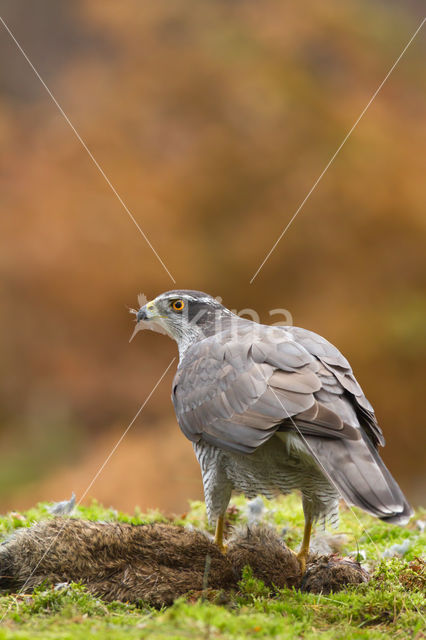 Havik (Accipiter gentilis)