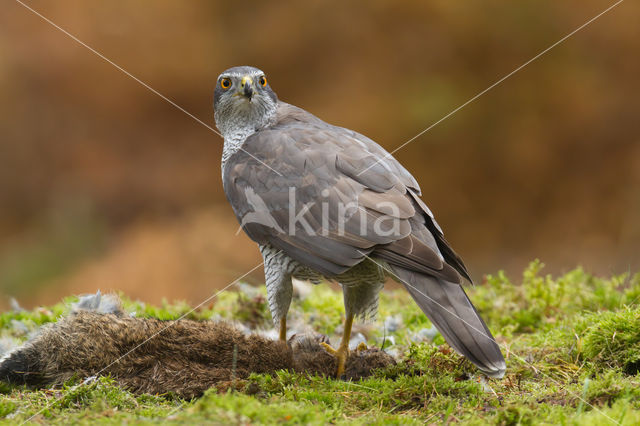 Havik (Accipiter gentilis)