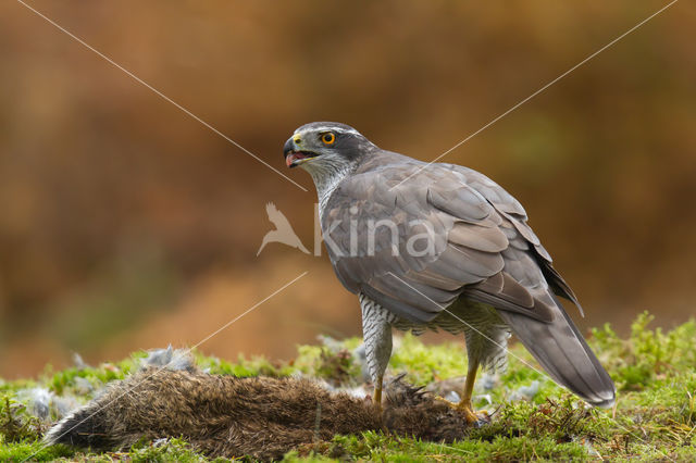 Havik (Accipiter gentilis)