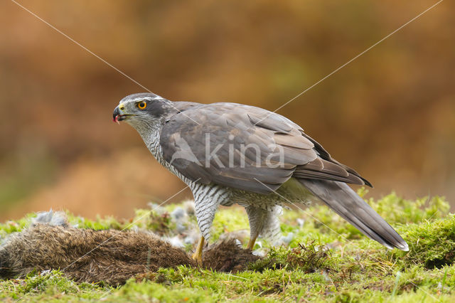 Havik (Accipiter gentilis)