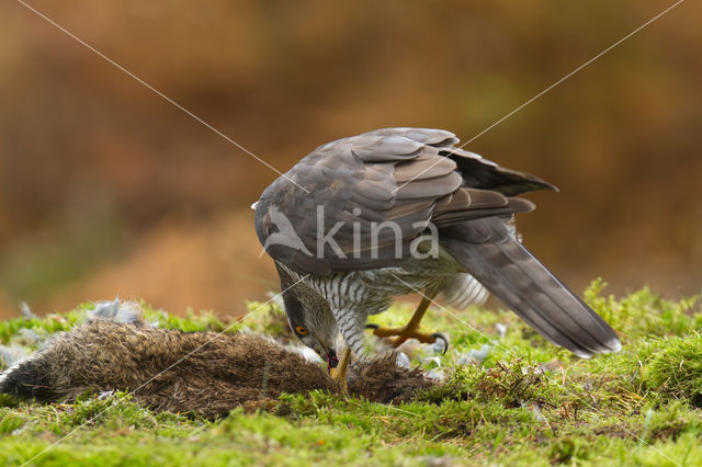 Havik (Accipiter gentilis)