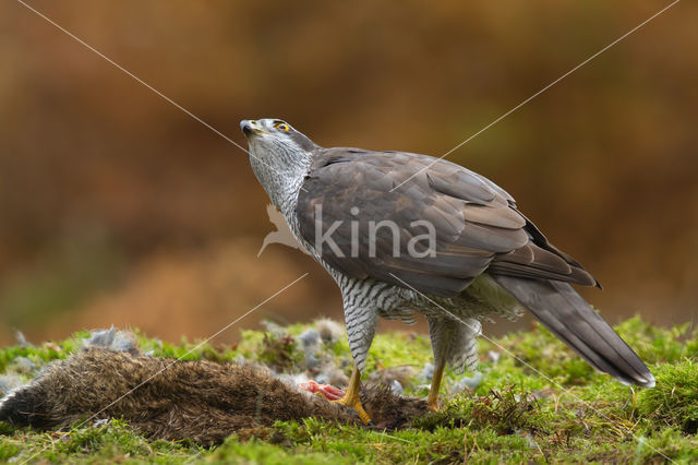 Havik (Accipiter gentilis)