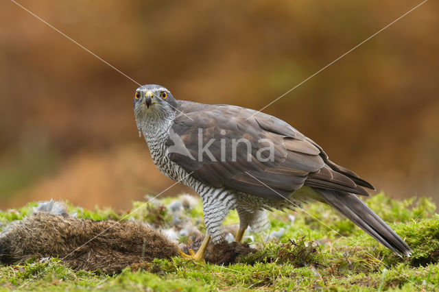 Havik (Accipiter gentilis)