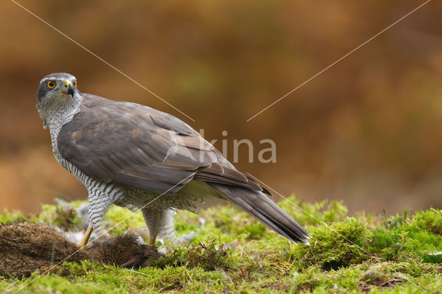 Havik (Accipiter gentilis)