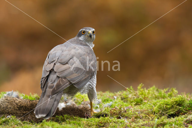 Havik (Accipiter gentilis)