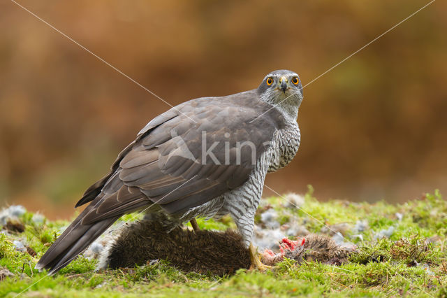 Havik (Accipiter gentilis)