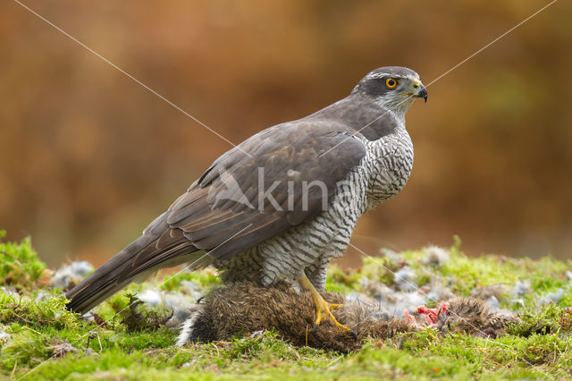 Havik (Accipiter gentilis)