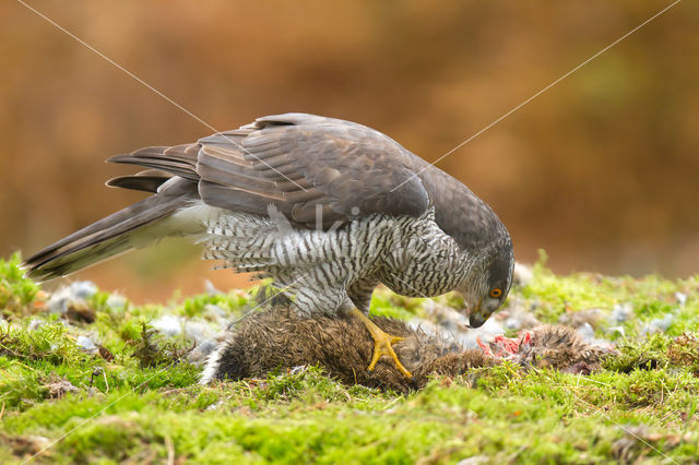 Havik (Accipiter gentilis)