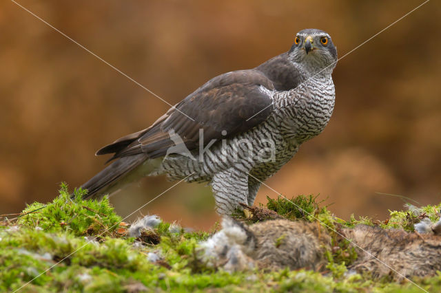 Havik (Accipiter gentilis)