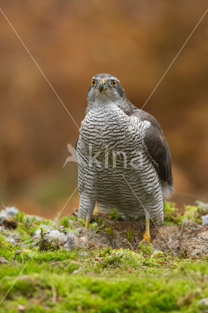 Havik (Accipiter gentilis)