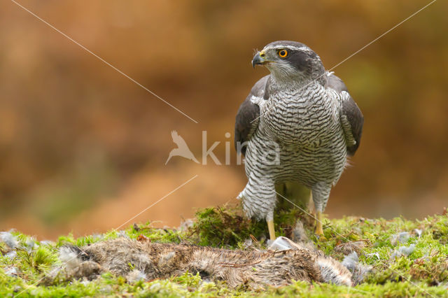 Havik (Accipiter gentilis)