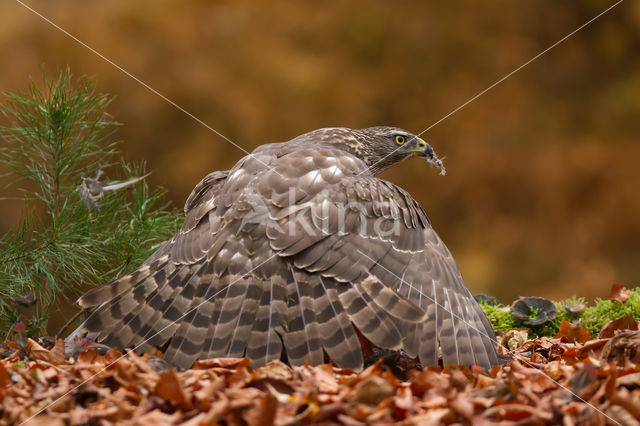 Havik (Accipiter gentilis)