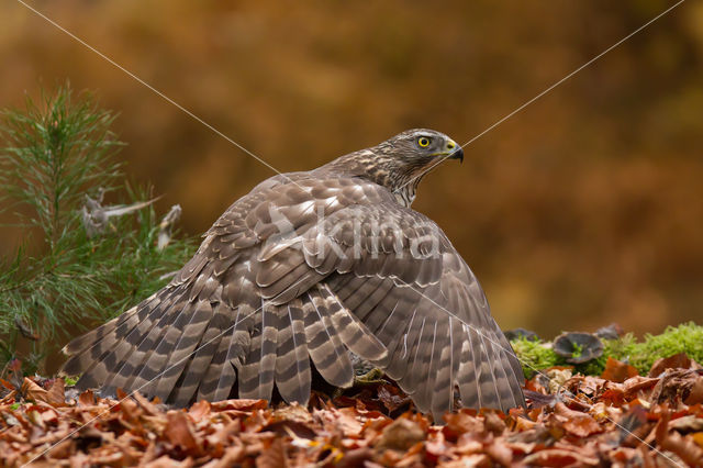 Havik (Accipiter gentilis)