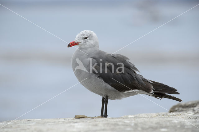 Heermanns Meeuw (Larus heermanni)