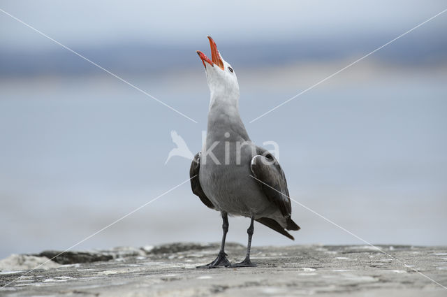 Heermanns Meeuw (Larus heermanni)